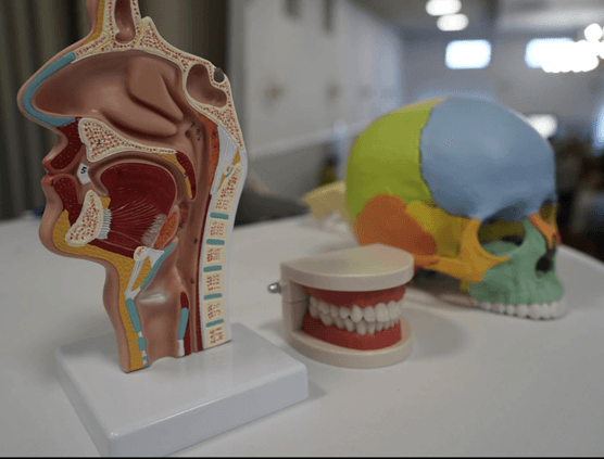 Model anatomiczny układu ustno-twarzowego w gabinecie